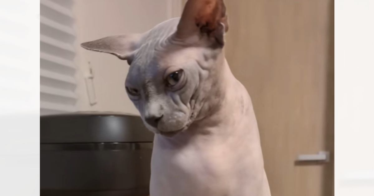 出しすぎちゃった猫 うっかり下敷きにして寝ていたら…まさかのモノが『猫のわきに