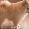 中学生の女の子がお出かけをしようとしたら、話を聞いていた犬が…全てを察して見せた『尊い行動』と結末が67万再生「お顔最高」「しょぼんｗ」