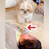 生後3ヵ月の赤ちゃんの前で、犬がおもちゃを…とんでもなく尊い『遊び方を教えてあげる光景』が6万再生「完全に理解してる」「頼もしい」と絶賛