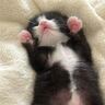 カーディガンのような模様が特徴的な保護赤ちゃん猫→"成長ビフォーアフター"が素敵すぎると51万表示「可愛すぎて震えた」「心を射抜かれた」