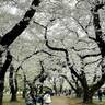 東京の桜が各地で満開、千鳥ヶ淵や新宿御苑など名所をレポート