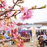 上溝地区　一足早く桜まつり　親子連れで賑やか