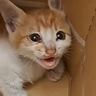 夫婦でドライブ中に『子猫の助けを求めるような声』→引き返して探した結果が……「まるでドラマ」「本当に運命の出会いだね」と感動の声続出
