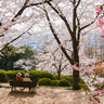 岡山市内の桜名所「半田山植物園」。2024年の桜まつり情報も紹介！