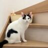 屋上に行きたいとアピールする猫→『暑いよ』と伝えると…まさかの『会話が成立する光景』が434万表示「主張強くていいｗ」「可愛すぎる」