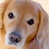 『ご飯にするぞー』と言うと、大型犬が…あまりにもお利口さんな『まさかの行動』に「ご飯用ハウス素敵」「顎載せポーズたまらん」と反響