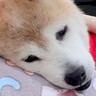 自力で歩けなくなった20歳の老犬→外に出してあげたら…涙が止まらない『まさかの行動』が32万再生「なんて愛おしい」「老犬の可愛さ」と絶賛