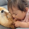 赤ちゃんに顔を食べられてしまった犬→怒るかと思ったら…思わず頬が緩む『まさかの神対応』が48万再生「幸せのかたまり」「愛おしい空間」