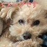 判決言い渡し中にも「ワンちゃん…」レッカー業者暴行事件　犬４匹飼育の被告　泣きながら「控訴します」