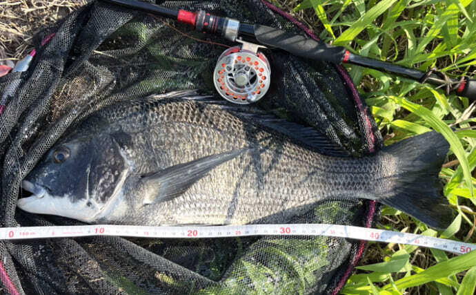 チヌ関西落とし込み42 伊勢湾のクロダイ（チヌ）落とし込み釣りで48cm頭に本命3枚