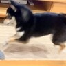 普段はおとなしい犬が、突然絡みだしてきて…次の瞬間→まるで昭和のヤンキー？想定外な行動が22万再生「むしろ絡まれたい」「何度も見ちゃう」