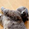 寝ている猫を見てみたら、『横のぬいぐるみ』と……とんでもなく尊すぎる瞬間に「仲いいなぁ」「半端ない可愛さ」と癒される人が続出