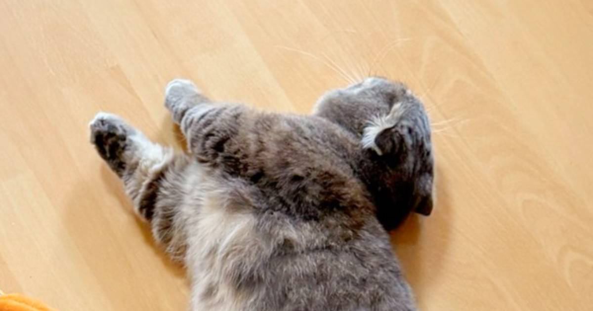 ねこちゃんページです♡ When his beloved sister comes to play, the ex-boss cat gets