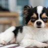 犬が『今にも寝てしまいそうな時』のサイン4つ　愛犬が見せる仕草の理由から注意点まで解説