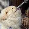 犬が水を飲もうとした結果→飼い主に似てしまった『横着する光景』に2万2000いいね集まる「可愛すぎて笑った」「ちょうど良い高さｗ」と爆笑