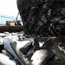 釜石湾養殖「はまゆりサクラマス」　水揚げ順調　大きさ、味も“うまい”と分かりマス⁉