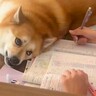 勉強中のお姉ちゃんを見つめる犬…予想外の『怖すぎる顔』が238万再生「めっちゃメンチ切ってて草」「もはや般若」「どういう感情？」と爆笑