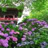 なぜ寺院にアジサイが植えられているのか【死者を悼む弔いの花？】