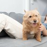 犬が『ソワソワ』しているときに考えられる理由とは？愛犬の気持ちを落ち着かせる方法はあるの？