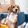 犬と飼い主が『幸せになる』ために欠かせないこと4つ　愛犬と充実した生活を送るにはどうすればいい？