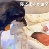 赤ちゃんがむにゃむにゃしていたら、犬が様子を見に来て…『見守り隊になる光景』が尊すぎると4万再生「仲良しですね」「優しいお兄ちゃん」