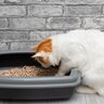愛猫の『ウンチ』は健康のバロメーター！いいウンチ・悪いウンチ、それぞれの特徴