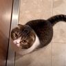 遊びに来ていた猫友達が帰っちゃった！
