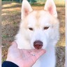 ボーダーコリーとハスキー犬の『性格の違い』を比較したら…個性が爆発する『可愛い結果』が277万再生「別ベクトルの賢さ」「マイペースｗ」