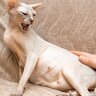 猫に『手を出さないほうがいい』4つのタイミング　見逃してはいけない猫の“触るな”サインも
