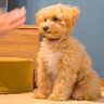犬が見せてくれる『バーン』を褒めすぎた結果、他の芸が…『まさかの手抜き』をする光景が192万再生「高速で草」「これやろ？って感じｗ」