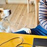 犬が催促するときに見せるサイン4つ　愛犬からの要求に対して飼い主がすべき対応とは