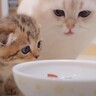 子猫がパパの食べ物を盗もうとした次の瞬間…『まさかの登場』が面白すぎると19万4000再生「お皿から離れずにｗ」「可愛いい」