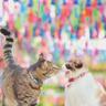 10,000個以上の風鈴トンネル！4月26日（土）からスタート！「風鈴まつり」田川市の三井寺で開催【イベント】