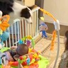 赤ちゃん対策で柵を設置→女の子が犬を呼んでみたら…想定外な光景と『とんでもなく賢い行動』が121万再生「格好いい」「びっくり」と称賛