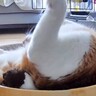仕事中にペットカメラから『ねこの様子』を見てみたら…思わず笑ってしまう『かわいすぎる姿』が60万再生「目が離せないｗ」「満喫してて草」