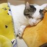 何でも枕にしちゃう猫