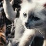 2月22日はネコの日！MCUイチの“癒し猫”グースを筆頭に、ロケット、コスモなど“カワイイ動物”が登場するマーベル作品