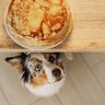 犬が人の食べ物を欲しがっているときの心理３つ　飼い主がしてはいけないNG行動から対処法まで