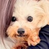 6年間繁殖犬として過ごし、声帯除去された犬→保護はうつ病の発症も…苦難を乗り越えた『現在の姿』が14万再生「幸せになって」とエールの声も