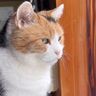ニャルソックに勤しむ“しごでき”な猫