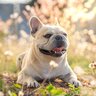 『ブサカワな犬種』5選　それぞれの性格や特徴、飼うときに気をつけるべきことまで