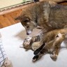 猫が寝転がっている柴犬に寄りかかろうとしたら…予想外の瞬間と『可愛すぎるやり取り』に癒される人続出「愛が爆発」「大好きなんだね」
