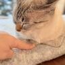 『香箱座りの隙間に指を入れたら、猫が…』想像もしていなかった"とんでもなく尊い反応"が368万再生「逆にｗｗ」「罪なニャンさんだ」と悶絶の声