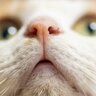 オス猫・メス猫は『顔』で見分けられる！性別を見た目で判別する4つのポイント