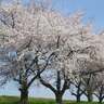 【桜×信濃川×弥彦山の絶景コラボ‼】約1,000本の桜ロードを満喫♪長岡市「万本桜植樹帯」【新潟県の桜名所･お花見スポット特集2025】