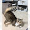 フォルダにまったく同じ猫の写真があると思ったら…まさかの"事実"に驚きが隠せないと74万表示「間違い探しかなｗ」「まったく同じだｗ」