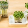 ブロッコリースプラウトの栄養を逃さない食べ方と、保存法は？