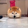 通路を通ろうとしたら、寝ている犬が…失礼すぎる『まさかの態度』が予想外だと263万再生「迷惑そうにするの草」「アザラシーヌ」と爆笑の声