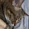 猫の『寝言』を撮影してみた結果…"可愛すぎる声"が129万再生を突破「寝言まで可愛いなんて」「なんの夢見てるんだろう」の声
