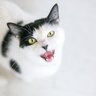 猫に多く見られる『甲状腺機能亢進症』7つの兆候　かかったら治すことはできる？